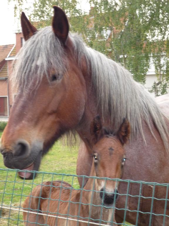 B&B Euverbraeke Beveren  Luaran gambar